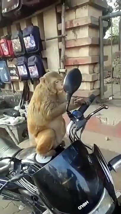 முதல்முறையாக தனது முகத்தை கண்ணாடியில் பார்த்த குரங்கு கொடுத்த க்யூட் ரியாக்சன்