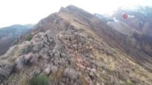 Erzincan'da dağ keçileri böyle görüntülendi