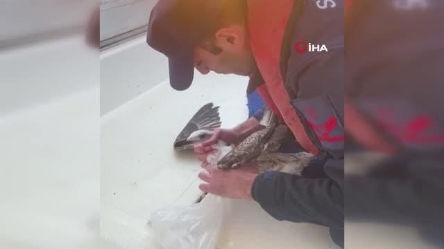 Sahil Güvenlik Komutanlığı'ndan martıya hayat kurtaran müdahale