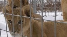 Orphan lion cubs rescued from Ukraine play in fluffy snow