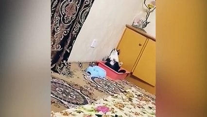 Funniest Animals 2022  Funniest Cats and Dogs  - Pets Family_2