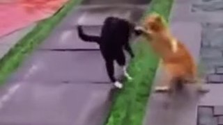 Funny Cats And Dogs Videos - AWW Funny Cat And Dog Videos 2022 - Funny Animal Videos