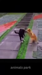 Funny Cats And Dogs Videos - AWW Funny Cat And Dog Videos 2022 - Funny Animal Videos