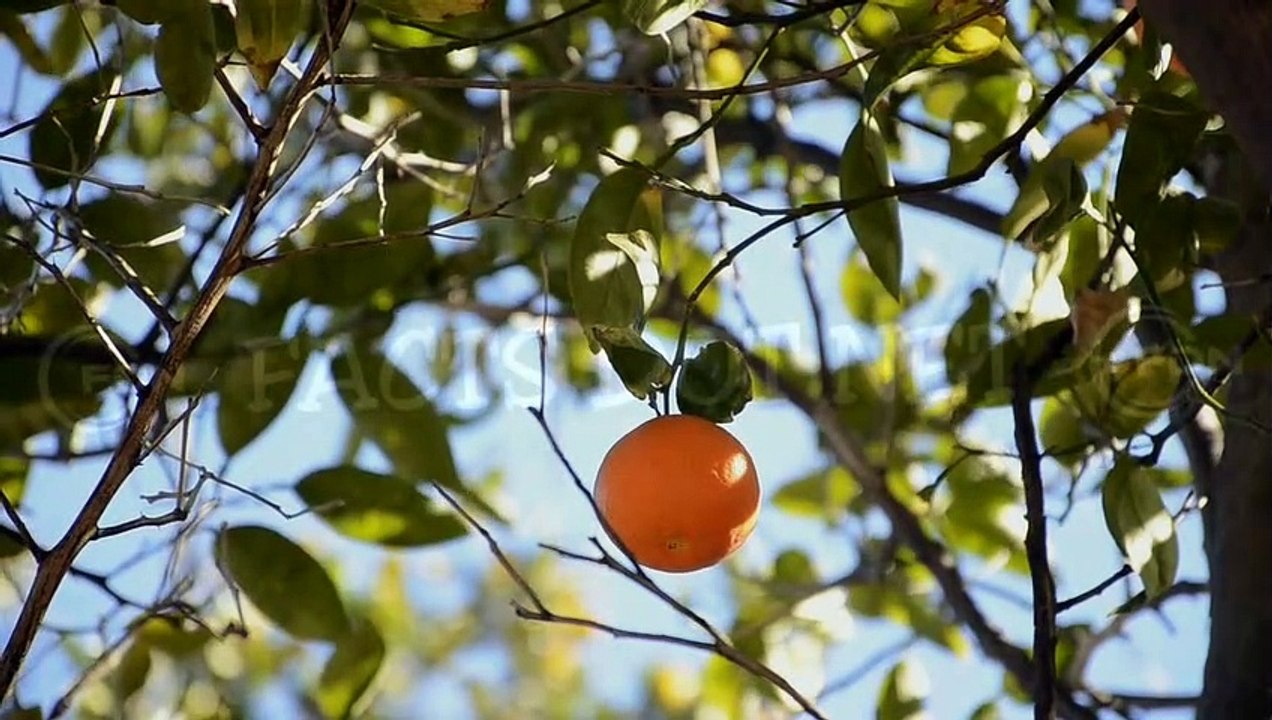 Did You Know? The ORANGE FRUIT || RANDOM, AMAZING and INTERESTING FACTS AROUND THE WORLD