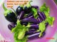 Brinjal-Harvest Brinjal-Brinjal Harvesting-Harvesting Eggplants