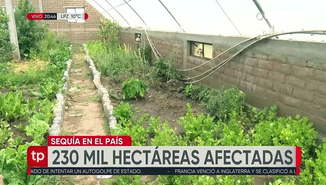 La sequía afectó a 230 mil hectáreas en siete departamentos del país