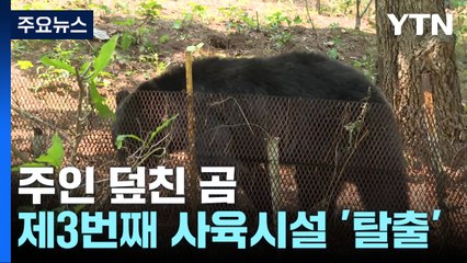 주인 덮친 곰 이번이 3번째 탈출..."야생동물 관리제도 개선 시급" / YTN