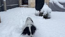 Excited cocker spaniel plays in fluffy Gloucestershire snow