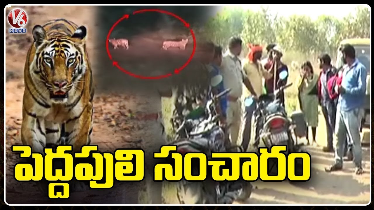 Tiger Hulchul In Kagaznagar _ Komaram Bheem District _ V6 News