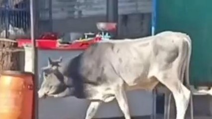 मुल्ताई :मटन मार्केट एवं नागदेव मंदिर क्षेत्र में आवारा सांड ने मचाया उत्पात ,मची भगदड़ ...