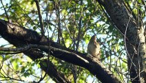 Nature Sounds - Relaxing Bird Sounds for Sleeping - Calming Birds Chirping Ambience 1