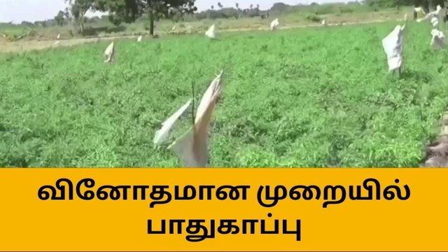 ராமநாதபுரம்: முதுகுளத்தூர் விவசாயியின் பக்கா ப்ளான். !