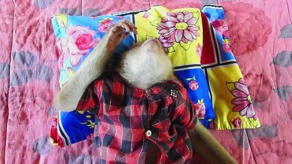 Smart Video ! SokYaa Really Best Animal, He Watching YouTube Ever