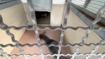 Segrate, il pitbull rinchiuso nel canile