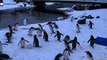 Edinburgh Zoo penguins playing in the snow