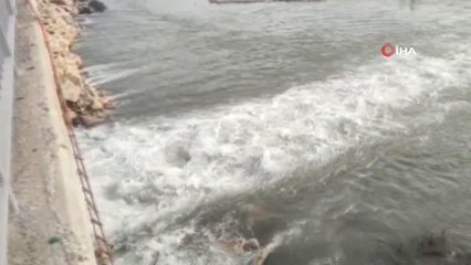 Batman Çayı'nda mahsur kalan yavru kedi için seferber oldular