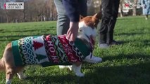 Corgis in Christmas jumpers parade through London