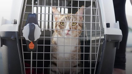 Football’s not coming home after England World Cup exit but Dave the cat is