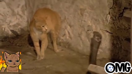 DANGEROUS BLOODY FIGHT OF A BLACK SNAKE  AND   CAT.