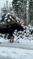 Giant Bull Moose Passes us on Road