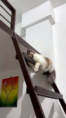 Kream the Cat Droops Over the Stairs