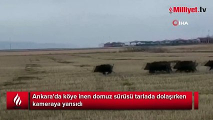 Köye inen domuz sürüsü böyle görüntülendi
