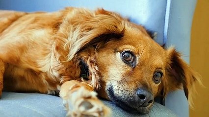 my innocence dog is sleeping .look like very simple look
