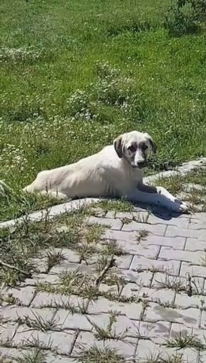 Puppy barking and sitting