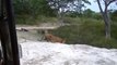 Herd Of Lions Try To Rescue Lioness From Fierce Crocodile - Wild Boars vs Deer   Wild Animal Attack