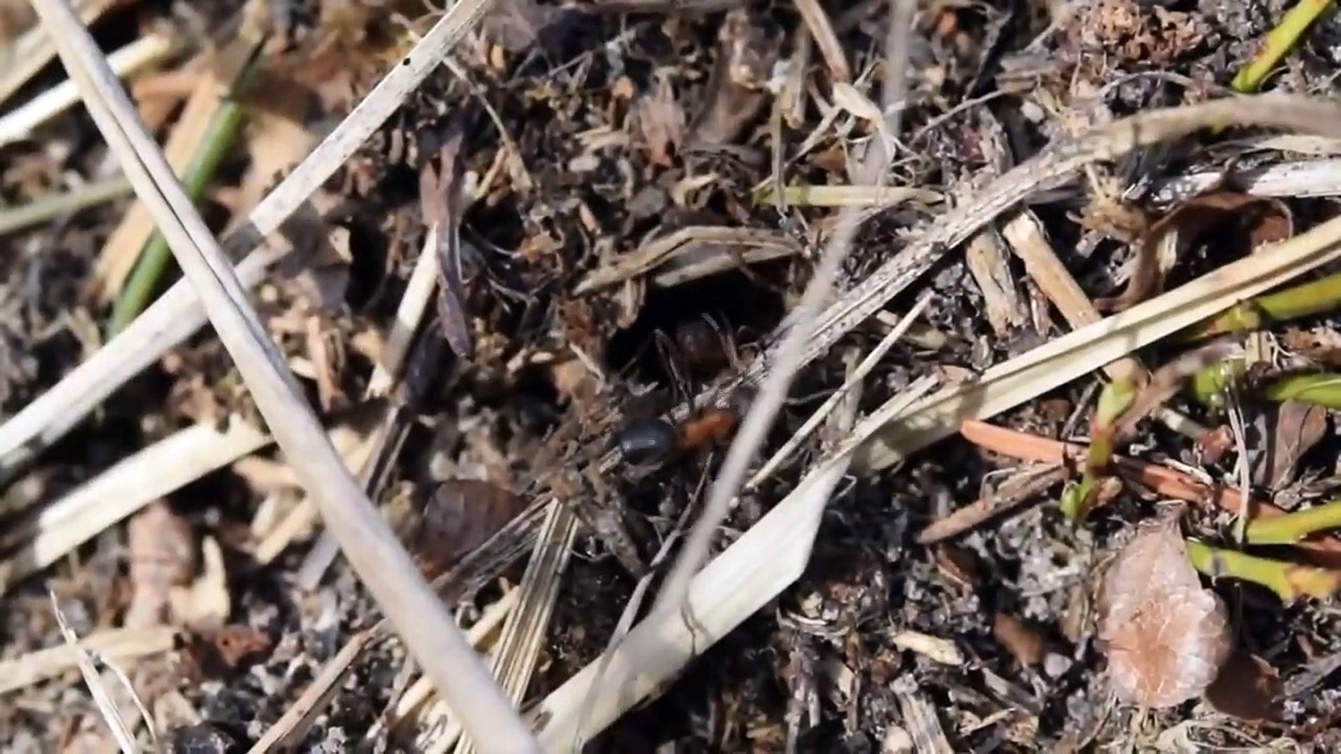 ⁣The European Wood Ant   Amazing Ant Antics   Red Wood Ant Facts   Wood Ant   Animal's Galaxy