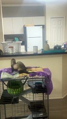 Ferrari the Ferret Doesn't Make the Jump