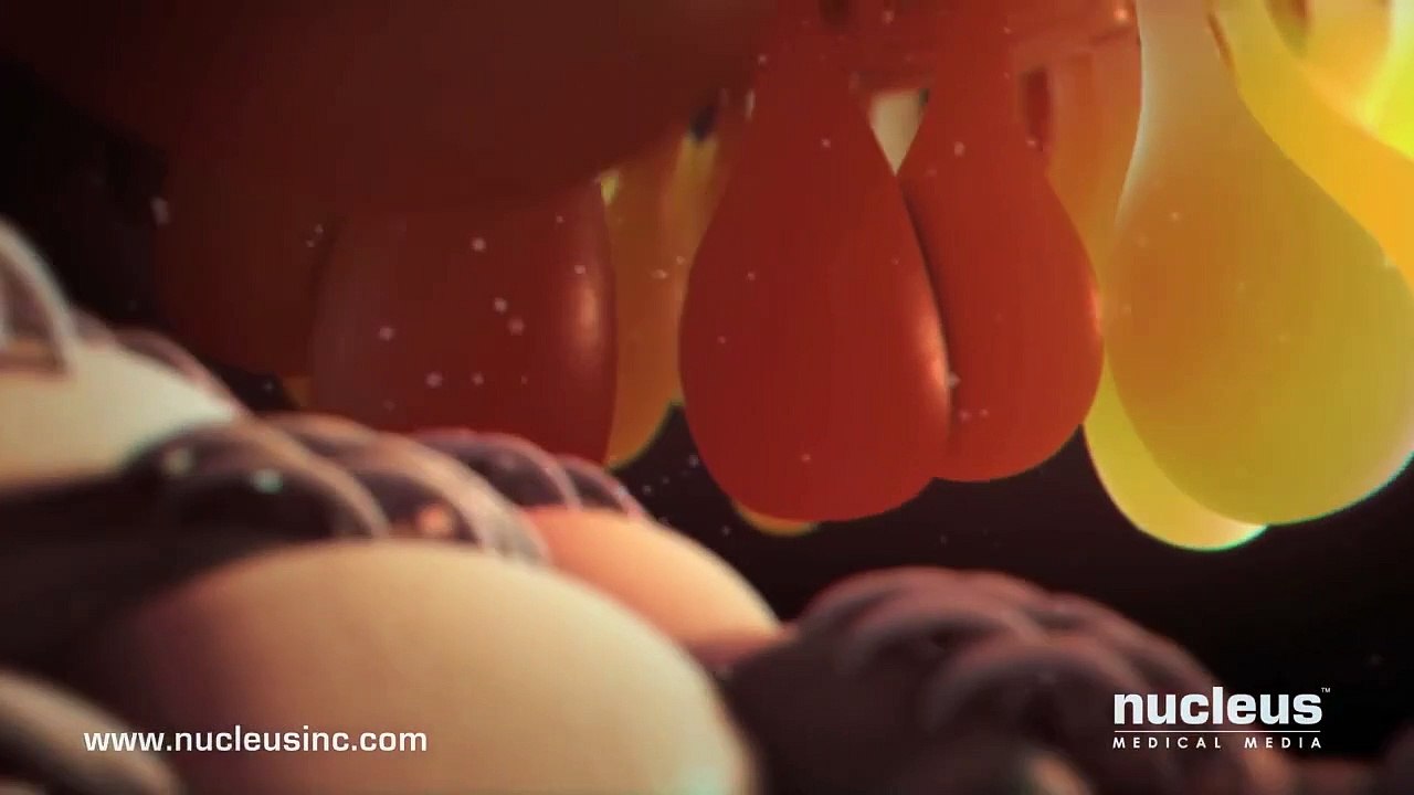 Fertilization
