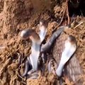 goosebumps seconds of the discovery of cobra nests, unexpectedly there are hundreds of cobra snakes