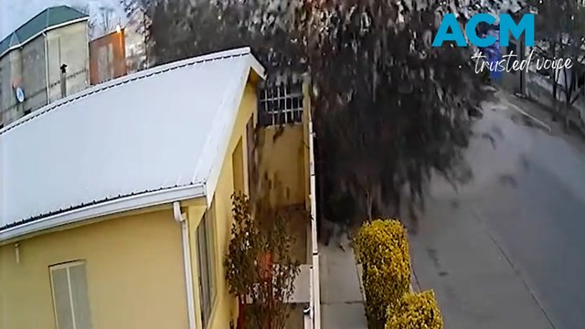 Thousands of birds crash land together on suburban street in Mexico