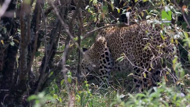 Maasai Mara - Wildlife Crossover - The Big Cats Sanctuary - video  Dailymotion