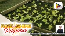 Mga kaalaman hinggil sa mga benepisyo at kahalagahan ng gulay sa urban farming, tampok sa pagdiriwang ng Harvest Festival 2022 sa BGC, Taguig