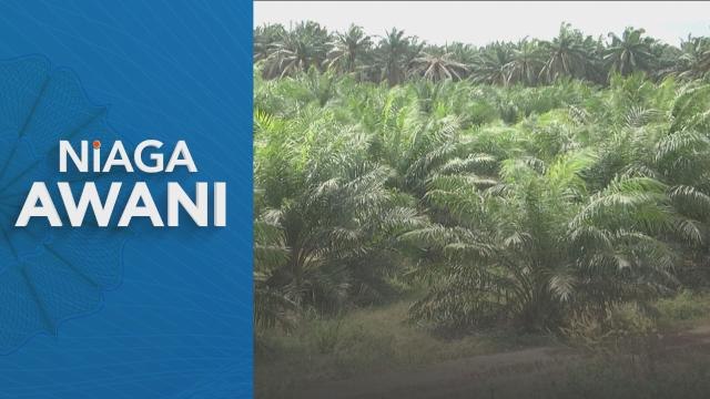 Minyak Sawit Mentah | Niaga Hadapan MSM dijangka didagangkan pada meningkat minggu ini