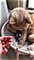 .#funny cats, #cute animals, #funny cat video.funny cats,cute animals,funny cat video.