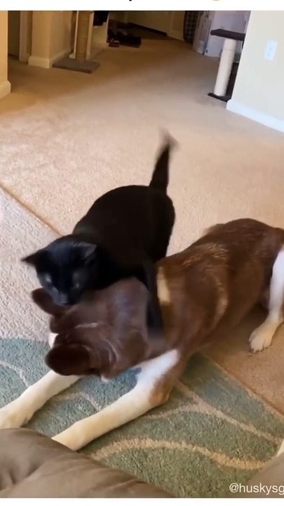 Best funny cute dogs clips-- #funny cute animals #video-- #trending #animals #reels