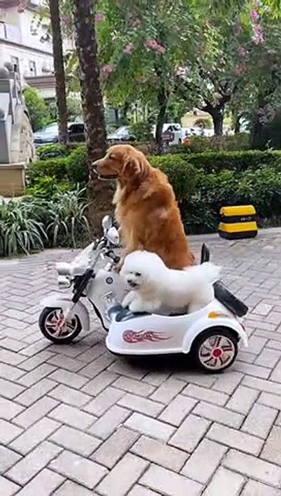 best #video# rescue a lady #pets story