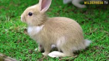 Rescue rabbit build hut for rabbit care