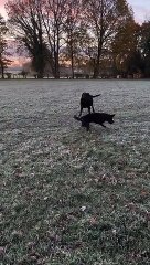 Black Lab Has Serious Zoomies