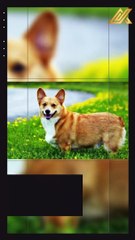 Top 10 Most Beautiful Dog Breeds in the World #Shorts