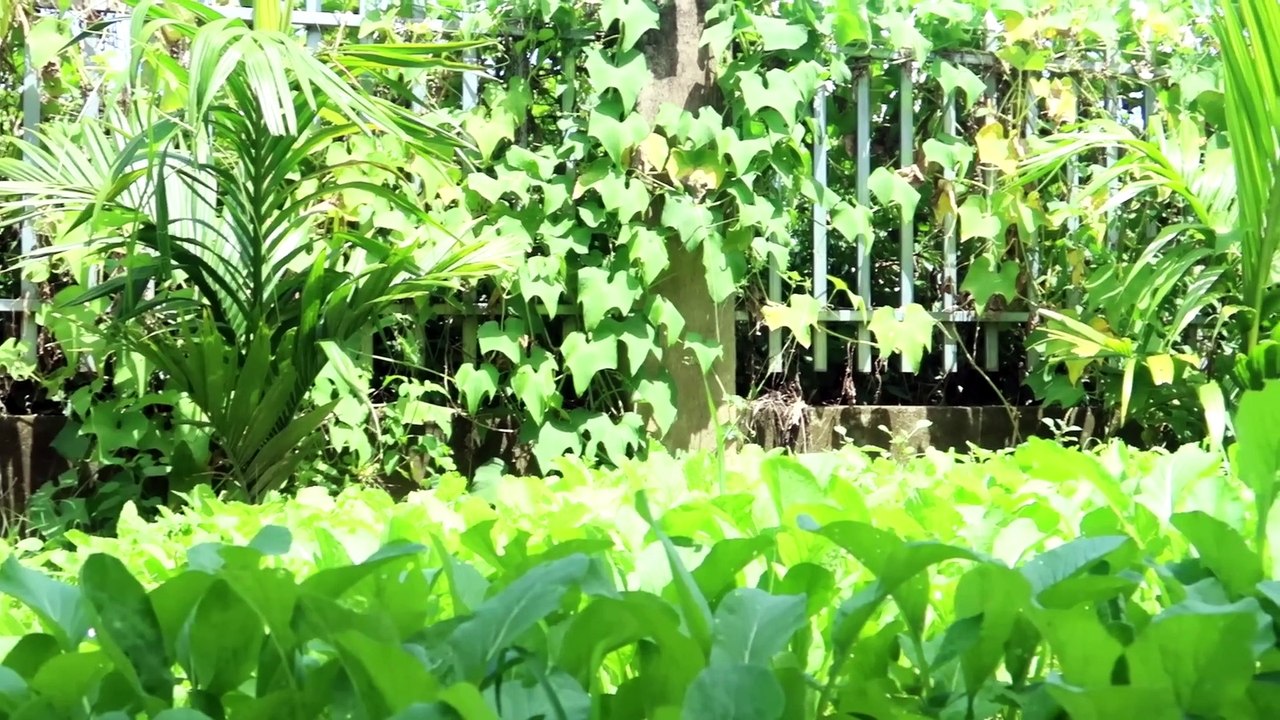 How to plant an avocado tree for beginners