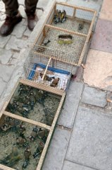 Avlanan 57 saka kuşu doğaya salındı