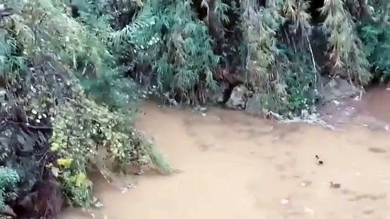 Río de toallitas en Alcalá de Guadaíra
