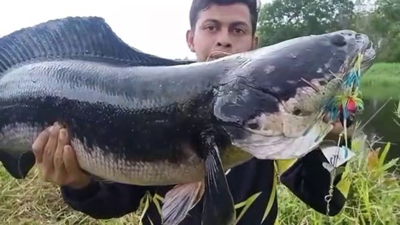 The Biggest Snakehead Fish in The Earth - Video Dailymotion