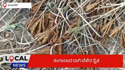ತುರುವೇಕೆರೆ : ಮಳೆ ಆರ್ಭಟಕ್ಕೆ ನೆಲ ಕಚ್ಚಿದ ರಾಗಿ ಬೆಳೆ