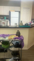 Ferrari the Ferret Doesn't Make the Jump