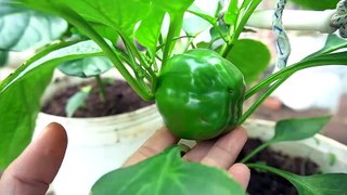 How to grow bell peppers from seeds